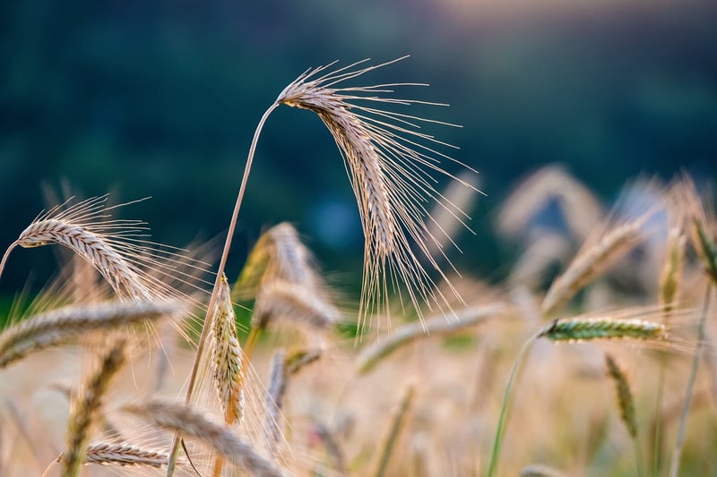 Enchanted Crop Yields