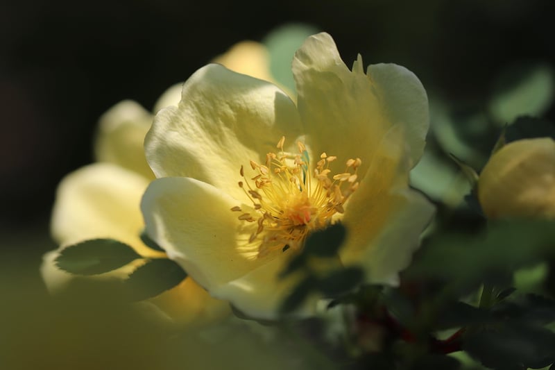 Rose Flower